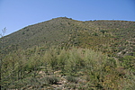 峤